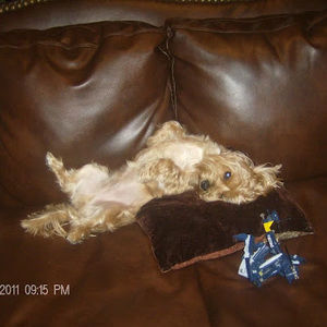 Meet your Posher, Giancarlos